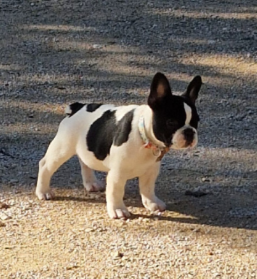 de la bastide des anges - Bouledogue français - Portée née le 15/09/2024