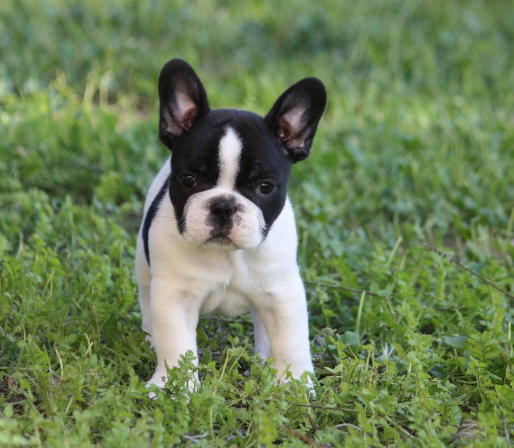 de la bastide des anges - Chiot disponible  - Bouledogue français