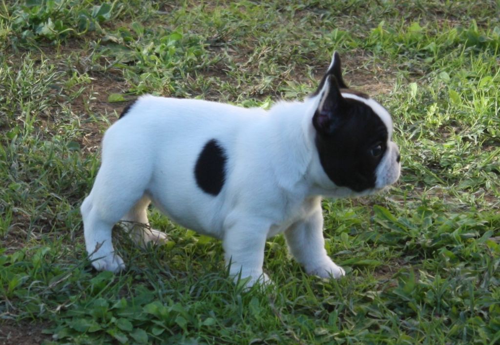 de la bastide des anges - Chiot disponible  - Bouledogue français