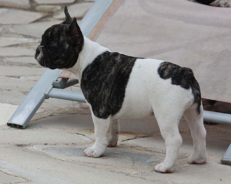 Lola de la bastide des anges