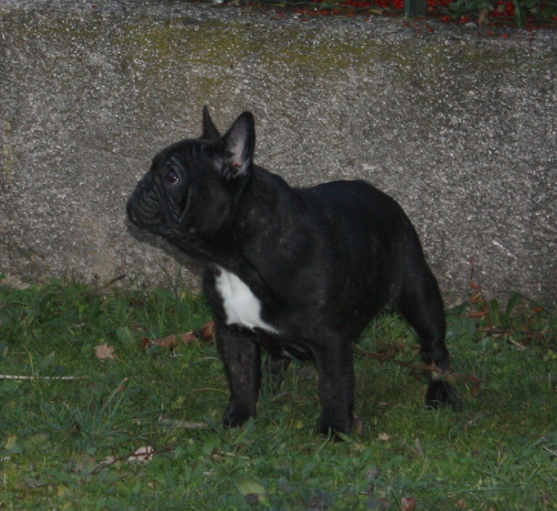 Miss tagada de la bastide des anges