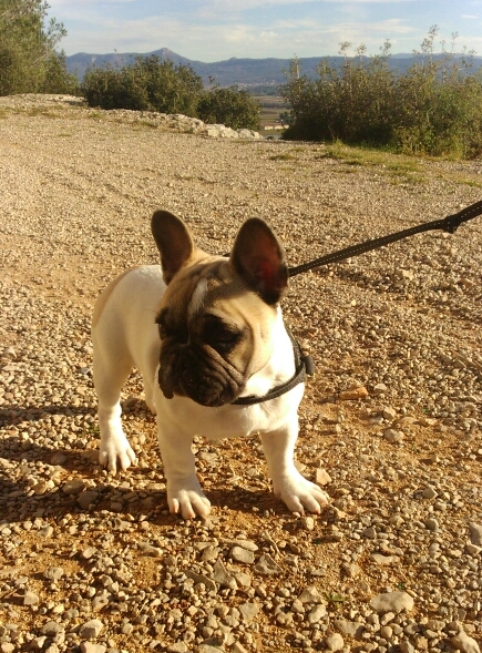 Mister carter de la bastide des anges