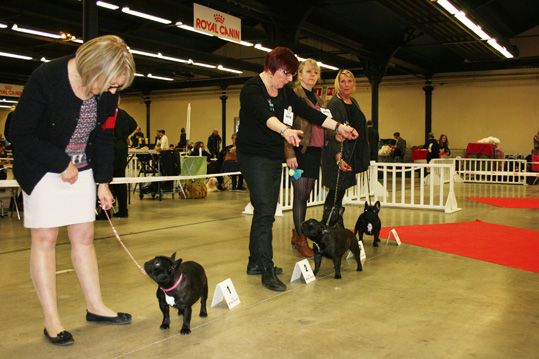 de la bastide des anges - PARIS DOG SHOW SPECIALE DE RACE