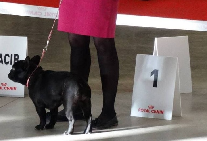de la bastide des anges - PARIS DOG SHOW