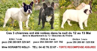 de la bastide des anges - VOL 3 FEMELLES DANS LES BOUCHES DU RHONE