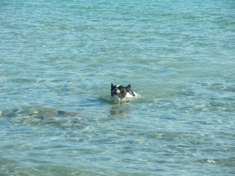 mes loulous à la mer